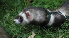 Дали е можно да се оди со ferret